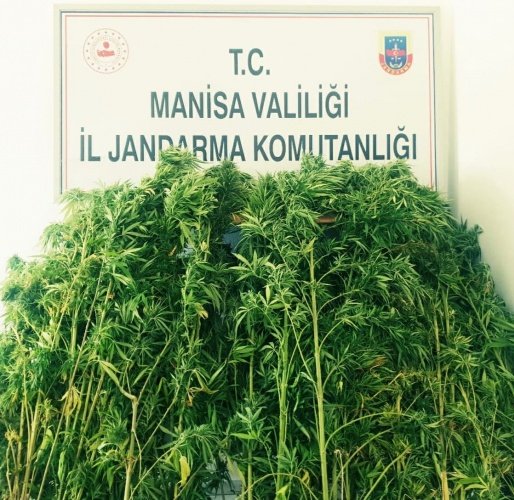 Manisa ili Turgutlu ilçesi Kayrak Mahallesi Karaoluk mevkisinde kenevir ekildiği yönünde istihbari bilgi elde edilmiştir. Söz konusu bölgede 19.09.2021 günü saat 12.00 sıralarında Uyuşturucuyla Mücadele kapsamında Turgutlu İlçe Jandarma Komutanlığı Ekiplerimiz ve 9'uncu JASAT personeli ile yapılan araştırma ve Drone ile arazi kontrolü esnasında orman arazisinde ağaçların diplerine ekili vaziyette, 50 cm ile 210 cm boylarında bakımları yapılmış 71 kök kenevir bitkisi ele geçirilmiştir. Yasadışı Kenevir Ekimi yapan Şüpheli şahıs/şahısların tespit edilmesi için çalışmalara devam edilmektedir.