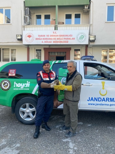 Manisa İl Jandarma Komutanlığınca, 06.03.2024 günü saat Çevre, Doğa ve Hayvanları Koruma Tim Komutanlığı olarak icra edilen faaliyet esnasında Yunusemre ilçesinde yaralı şekilde bulunan Şahin, tedavi edilmesi ve sonrasında doğal ortama bırakılması maksadıyla koruma altına alınarak Manisa Doğa Koruma ve Milli Parklar Şefliğine teslim edildi.