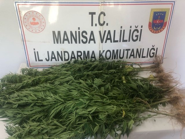 Turgutlu İlçe Jandarma Komutanlığı unsurları marifetiyle yürütülen istihbari çalışma sonucu Turgutlu İlçesi Sarıbey Mahallesinde şüpheli E.O. (Erkek-48) isimli şahsın ikametinde kenevir bitkisi yetiştirdiği bilgisi elde edilmiştir. Adli mercilerden alınan arama kararına istinaden şüphelinin ikamet adresindeki bahçesinde boyları 100 - 150 cm arasında değişen bakımları yapılmış 12 adet kenevir bitkisi ele geçirilmiştir. Şüpheli E.O (Erkek-48)Turgutlu ilçe Jandarma Komutanlığı ekipleri marifetiyle  yakalanmıştır. Olayla ilgili Cumhuriyet Savcısına bilgi verilerek tahkikata başlanılmıştır. Şüpheli ifadelesinin alınmasına müteakip serbest bırakılacaktır.