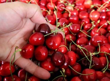Mahalledeki bir bahçede kiraz toplayan Başkan Bilgin, 2020 yılı kiraz hasat sezonunun bereketli geçmesini diledi.

Başkan Bilgin, burada yaptığı açıklamada, Alatlı yaylasında yetişen ve mahalleye gelen tüccarlar tarafından kilosu 20 ile 25 liradan satın alınarak yurt dışına ihraç edilen kirazın, mahalle ekonomisini canlandırdığını belirtti. 

200 nüfuslu Bedeller mahallesinde 20 yıl önce tütüne alternatif olarak üretimine başlanan kirazın çiftçinin yüzünü güldürdüğünü belirten Bilgin, şunları kaydetti;

“Mahallede günde 8 ile 10 ton arasında kiraz hasat ediliyor. Bir yılda yaklaşık 250 ton kiraz rekoltesine ulaşılıyor. Bu da yöremizin ve ülkemizin ekonomisine katma değer sağlıyor. Bizlerde Saruhanlı Belediyesi olarak Bedeller mahallemize Kiraz alım pazarını kurma sözü veriyor, çiftçilerimize bereketli mahsuller diliyorum."