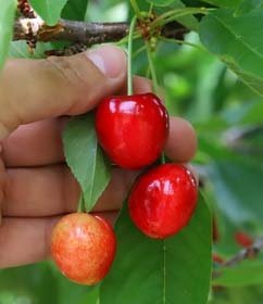 Saruhanlı'da Yayla Kirazında Hasat Zamanı
Başkan Bilgin, Ağaca Çıkıp Kiraz Topladı
