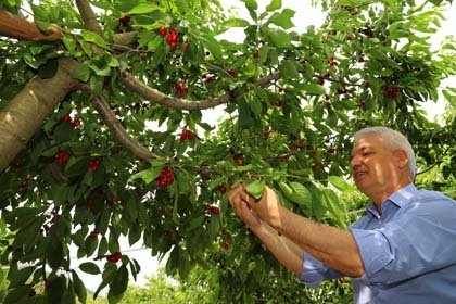 Mahalle Muhtarı Hüseyin Elver ise mahallede bin dekara yakın alanda kiraz yetiştirildiğini belirterek, yörenin iri taneli ve tat oranı yüksek kirazıyla ün salmaya başladığını söyledi.