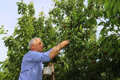 Manisa’nın Saruhanlı İlçesine bağlı Bedeller mahallesinde Çal dağının eteklerinde üretimi yapılan kiraz hasadına başlandı.

Saruhanlı Belediye Başkanı Zeki Bilgin, mahalleyi ziyaret ederek, kiraz bahçelerini ve kiraz pazarını ziyaret ederek üreticilerle görüştü.