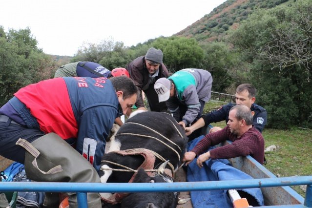Manisa’nın Yunusemre ilçesine bağlı Asmacık mahallesinde uçuruma düşen 8 aylık gebe inek, 4 saatlik yoğun uğraşın ardından İtfaiye ekipleri tarafından kurtarıldı.