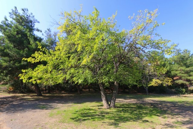 Mesire alanında piknik masaları, gölet, bisiklet ve yürüyüş yolları, eğlence ve aktivite alanları, restoran, kafe ve bungalov evleri inşa edeceklerini belirten Bilgin, gelecek yıl çalışmalarına başlayacakları yatırımın hayırlı olmasını diledi.