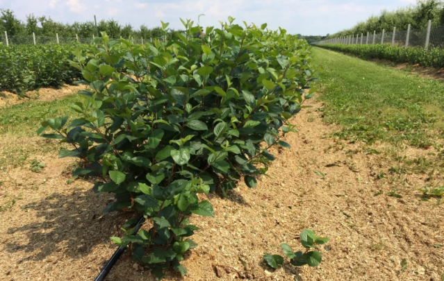 Aronya Yetiştiriciliğinde Altın Kurallar

Aronya meyvesini en doğru ve kaliteli şekilde yetiştirmek için doğru adımların atılması gerektiğini söyleyen Dr. Aronia Kurucusu Agronomist Aylin Kalafatoğlu, “Aronya yetiştiriciliği dikkat ve özen gerektiren bir süreçtir. Doğru adımlar atılarak hem yüksek verim elde edilir hem de meyvenin sağlık faydaları en üst düzeye çıkarılabilir. En başından başlarsak, bahçe kurulumunda toprağın kireç oranı tek başına belirleyici bir faktör değildir. Kireç oranını takip eden diğer makro ve mikro elementler de büyük önem taşır. Bahçeyi kurmadan önce toprak analizi yaptırarak pH, iz elementleri ve organik madde miktarını belirlenmelidir. Toprak analizi olmayan bir bahçede asla aronya yetiştirilmemelidir, zira toprak analizi meyvenin kalitesini ve verimliliğini göstereceği için çok önemli bir adımdır. Aronyanın galicjanka çeşidi peyzaj mimaride kullanılan bir çeşittir. Aronya yetiştiriciliğinde Viking ve Nero çeşitleri tercih edilmelidir. Bahçede tek çeşit dikim yapılması gerekir. Toprak hazırlığı dikkatle yapılmalı, dikim aralıkları (sıra üstü, sıra arası) özenle hesaplanmalıdır. Bir dönüme 350-400 adet fidan dikimi gelir dengesi oluşturulmalıdır. Sağlıklı, hastalıksız ve sertifikalı aronya fidanları tercih edilmelidir. Fidanlar arasında yeterli aralık bırakmak, hasat döneminde meyve toplamak için faydalı olacaktır. Bitki zararlılarına karşı düzenli kontrol yapılmalı ve gerekli önlemler alınmalıdır. Normal şartlarda aronyanın zararlısı yoktur. Organik gübreler tercih edilmelidir. Yanlış toprak türü, iklim seçimi, yetersiz sulama ve soğuklama bitkilerin verimliliğini olumsuz etkileyebilir. Toprak analizine göre uygun gübreleme yapılmalıdır. Yanlış toprak türü veya iklim seçimi, bitkilerin verimliliğini olumsuz etkileyebilir” dedi.