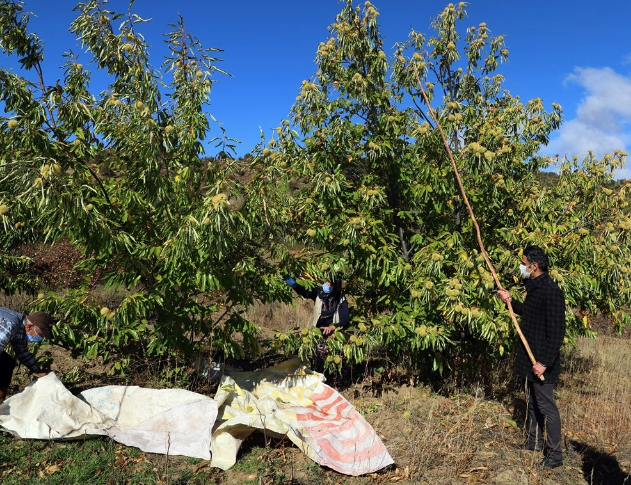 Manisa İl Tarım ve Orman Müdürü Metin Öztürk ise, Demirci bölgesinde 3 bin 500 dekar alanda kestane üretimi yapılmaktadır. Toplam ağaç sayısı yaklaşık 60.Bin adettir. Toplam ağaçlarımızın 20.Bin adeti meyve verir durumdadır.  Bu yıl rekoltenin 550 ton civarında gerçekleşeceğini tahmin ediyoruz.” diye konuştu.