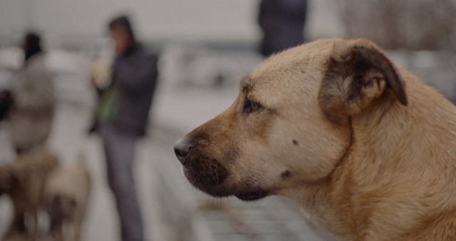 Hong Konglu yönetmen Elizabeth Lo’nun İstanbul’daki sokak köpeklerini odağına aldığı “Stray” adlı belgeselinin, HAYTAP (Hayvan Hakları Federasyonu) yararına yapılacak özel gösterimi 4 Eylül’de KüçükÇiftlik Bahçe’de! İstanbullulara yaz boyunca yemyeşil bahçe ortamında film izleme keyfi yaşatan KüçükÇiftlik Film Kulübü’nde beyazperde bu defa can dostlarımız için aydınlanacak, etkinlikten elde edilen gelirin tamamı HAYTAP’a bağışlanacak. “Stray”, İstanbul sokaklarında hayatta kalmaya çalışan Zeytin, Nazar ve Kartal isimli üç sokak köpeğinin hikâyesi üzerinden, statüsüz ve güvenliksiz bir varlık olarak yaşamanın ne demek olduğunu gözler önüne seriyor.