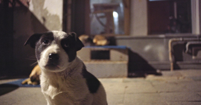 İstanbul sokaklarında yaşayan üç köpeği takip eden belgeselin gösteriminden elde edilen gelir, doğanın korunması ve hayvan hakları konusunda faaliyet gösteren farklı derneklerin oluşturduğu sivil toplum örgütü HAYTAP’a bağışlanacak. İstanbul sokaklarında hayatta kalmaya çalışan Zeytin, Nazar ve Kartal isimli üç sokak köpeğini odağına alan belgesel, onların hikâyesi üzerinden şehre ve topluma dabir bakış sunuyor. İstanbulluların aşina olduğu görüntüleri köpeklerin bakış açısından beyazperdeye aktaran “Stray” belgeseli, köpeklerin İstanbul’daki çekişmeli geçmişine, hem insanların hem de köpeklerin hayatlarını etkileyen sosyal ve kentsel dinamiklere de atıfta bulunuyor.