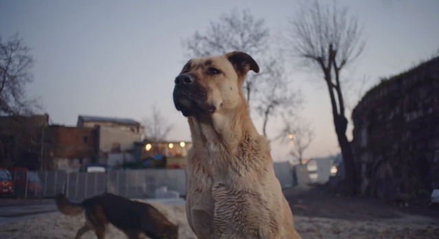 #YasayıVetoEt



KÜÇÜKÇİFTLİK FİLM KULÜBÜ’NDEN

CAN DOSTLARIMIZ YARARINA ÖZEL GÖSTERİM:

İSTANBUL’UN SOKAK KÖPEKLERİ BELGESELİ

“STRAY”

4 EYLÜL’DE

KÜÇÜKÇİFTLİK BAHÇE’DE!
