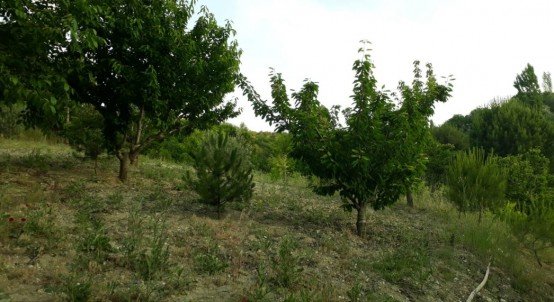 SATILIK ARAZİ

Demirci ilçe merkezine 5 kilometre uzaklıkta,Değirmen deresi, Gâvur değirmeni olarak bilinen mevkide ana yoldan içine kadar giren yolu bulunan, içinde suyu elektriği mevcut, iki katlı halen kullanılabilir durumda köşkü olan, içinde dikili 150 adet fıstık çamı, 40 adet kiraz, 20 adet zeytin, 20 adet ceviz ve muhtelif ağaçlar olan, etrafı taş duvarla çevrili arazi satılıktır.
Almak isteyenlerin 0 534 844 70 14 numaralı telefonu aramaları ilan olunur…