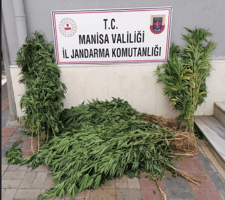 Manisa İl J.K.lığı İsth.Şb.Md.lüğü, Kom.Şb.Md.lüğü ve Salihli İlçe Jandarma Komutanlığı ekiplerince yapılan çalışmalar sonucunda şahısların kenevir ekimi yaptıkları alan tespit edilmiştir. Narkotik köpek unsurlarının da katılımı ile yapılan aramada boyları 5 cm ile 1.5 metre arasında değişen 130 kök kenevir bitkisi  ele geçirilmiştir. Olay ile ilgili A.K. , N.A. ve O.G. isimli şüpheliler yakalanarak gözaltına alınmış olup, ele geçirilen kenevir bitkileri kriminal inceleme ve imhası için muhafaza altına alınmıştır. Cumhuriyet Savcısına alınan talimatlar doğrultusunda tahkikata başlanmıştır.