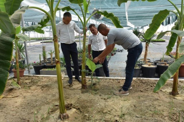 Manisa Büyükşehir Belediyesi serası, İl Tarım ve Orman Müdürü Metin Öztürk’ü ağırladı. Manisa Büyükşehir Belediyesi Kent Estetiği Dairesi Başkanı Hakan Göktaş tarafından karşılanan İl Müdürü Öztürk, serada incelemelerde bulundu. Öztürk’e Büyükşehir Belediyesinin serası hakkında bilgiler veren Kent Estetiği Daire Başkanı Göktaş, Büyükşehir Belediye Başkanı Cengiz Ergün’ün talimatları doğrultusunda kendi peyzaj ve süs bitkilerini yetiştirmek amacıyla serayı hayata geçirdiklerini aktardı.