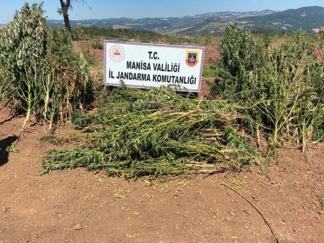 Manisa İli Akhisar ve Soma  ilçelerinde  03 Ağustos 2023 günü  Akhisar ve Soma İlçe Jandarma Komutanlığı ekiplerince yapılan istihbari çalışmalar neticesinde;

Soma ilçesinde; E.K ve B.K isimli şahıslar , kenevir bitkisi ekili alanda sulama yaptıkları esnafa suç üstü yakalanmış olup ; şahısların ikametgahı ve eklentileri ile  ormanlık alanda yapılan aramada;