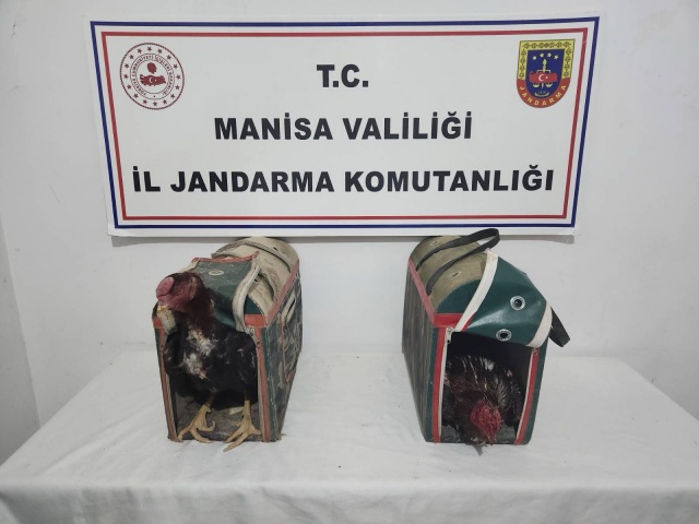 Manisa ili Yunusemre ilçesi Muradiye Mahallesinde, Yunusemre İlçe J.K.lığı ve Şehzadeler İlçe J.K.lığı tarafından 17.04.2025 günü icra edilen müşterek faaliyet sonucunda horoz dövüşü yaptırıldığı ve kumar oynatıldığı tespit edilmiştir.

Horoz sahipleri B.D. (1970/E) ve A.K. (1963/E) ile kumar oynanmasına yer ve imkan sağladıkları tespit edilen Ö.A. (1977/E) ve E.Ö. (1985/E) isimli şahıslar hakkında Cumhuriyet Savcısının talimatı ile adli tahkikat başlatılmıştır.

Bahis oynadıkları tespit edilen (24) şahsa toplam mevzuat hükümleri uyarınca idari para cezası uygulanmış, dövüşte kullanılan 2 adet horoz Manisa BŞB hayvan barınağına teslim edilmiştir.
