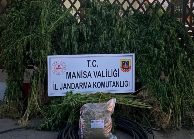 Manisa ili Turgutlu İlçesinde 14 Temmuz 2023 günü saat 14.30 sıralarında Turgutlu İlçe Jandarma Komutanlığı ekiplerince uyuşturucu maddeyle mücadeleye yönelik yapılan istihbari çalışmalar neticesinde; İ.D. İsimli şahsın ormanlık arazide kenevir bitkisi yetiştirdiği bilgisi üzerine yapılan operasyonda;

- (1115) kök kenevir bitkisi,
- (2858) gr kubar esrar ele geçirilmiştir. Şüpheli adli makamlara sevk edilmek üzere gözaltına alınmıştır.