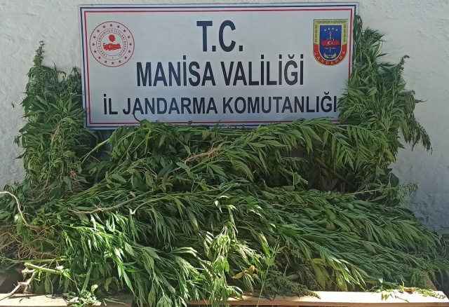 Manisa İli Sarıgöl İlçesinden 17 Temmuz 2023 günü saat 11.00 sıralarında Sarıgöl İlçe Jandarma Komutanlığı ekiplerince uyuşturucu maddeyle mücadeleye yönelik yapılan istihbari çalışmalar neticesinde ormanlık arazide yapılan aramada ;

-(435) kök kenevir bitkisi ele geçirilmiştir.

Olay ile ilgili adli işlemlere başlanmıştır.