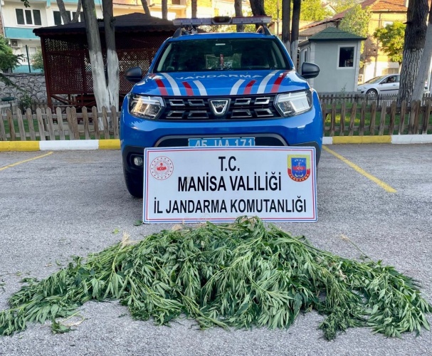 Manisa İli Soma İlçesinde 1-2 Ağustos 2023 günü  Soma İlçe Jandarma Komutanlığı ekiplerince uyuşturucu maddeyle mücadeleye yönelik yapılan istihbari çalışmalar neticesinde ormanlık arazide yapılan aramada;

-(1017) kök kenevir bitkisi ele geçirilmiştir.

Olayla ilgili adli işlemlere başlanmıştır.