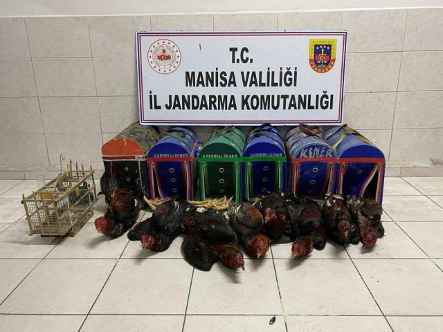 Manisa İl Jandarma Komutanlığınca Akhisar İlçesinde JASAT tarafından Savcılık talimatı ile A.S. (E/56) isimli şahsa ait kıraathanede arama yapılmıştır.

Arama yapılan kıraathane içerisinde horozların dövüştürüldüğü bir ring ile üç basamaklı bir tribün inşaa edildiği tespit edilmiştir. Yapılan aramada horoz dövüşünde kullanılan malzemelere el konulmuştur. İlgilililer hakkında adli ve idari işlem yapılmıştır
 8 canlı hint horozu, Milli Parklar Müdürlüğüne teslim edilmiştir.