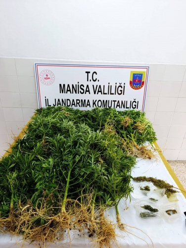 KONU:
-Uyuşturucu veya Uyarıcı Madde İmal ve Ticareti/Yasadışı Ekim

AÇIKLAMA:

Manisa İl Jandarma Komutanlığı KOM Ş.Md.lüğü ekiplerince ekiplerince 17.09.2024 tarihinde Alaşehir, Akhisar ve Gördes Ilçelerinde icra edilen operasyonlarda;

-(624) Kök Kenevir Bitkisi
-(13.753) Gr. Kubar Esrar
-(738) Gr. Kenevir Tohumu
-(1) Ad. Hassas Terazi,
-(1) Ad. Tabanca,
-(1) Ad. Ruhsatsız Av Tüfeği,
-(1) Ad. Uyuşturucu Madde Kullanma Aparatı ele geçirilmiştir.

Gözaltına alınan (3) şahıstan (2)’si çıkarıldığı mahkemece tutuklanarak cezaevine teslim edilmiştir.