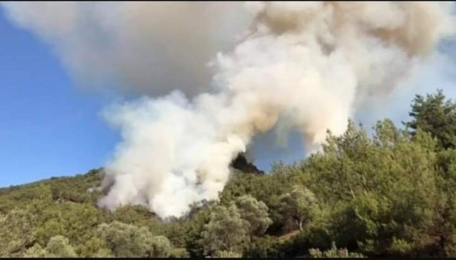 Manisa'nın Turgutlu ilçesinde meydana gelen orman yangının da onlarca hektar ağaç yanarak kül oldu..