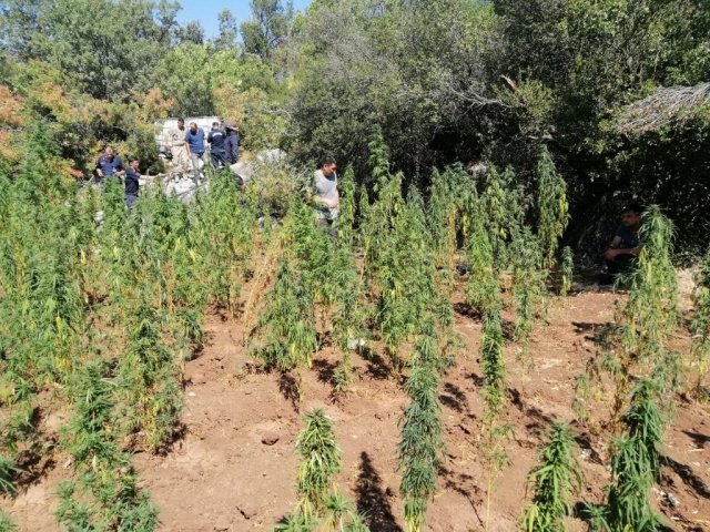 Yunusemre İlçesi Akgedik Mahallesi Tekeli Mezrasında “Uyuşturucu Madde İmal ve Ticareti” ortaya çıkarıldı.