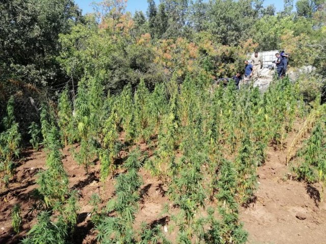 Yunusemre İlçe Jandarma Komutanlığı ve Kom.Şube Müdürlüğünün yapmış olduğu istihbari çalışma neticesinde; Yunusemre İlçesi Akgedik Mahallesi Tekeli mezrası mülki sınırlarında yapılan yasadışı ekim alanı arama çalışmasında kamu arazisinde dört ayrı noktada (8.234) kök kenevir bitkisi ve (56) kg kubar esrar maddesi ile olay yeri yakınında kenevir bitkisinin sulanmasında kullanılan (1) adet römork  (1) adet su pompalama motoru ele geçirilmiştir. Yapılan araştırmada olay şüphelisinin  halen cezaevinde tutuklu S.T(1969-E) ve İ.T. (1989-E) olduğu tespit edilmiştir. Cumhuriyet Savcısına bilgi verilerek alınan talimat ile adli tahkikata başlanmıştır.