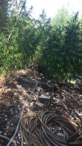 İlçeye bağlı Mezitler Mahallesi Yaykın Mevkiinde devlete ait orman arazisine kenevir bitkisi ekildiği ve yetiştirildiği tespit edildi. Araziye 500 adet kenevir bitkisi ektiği tespit  edildi.