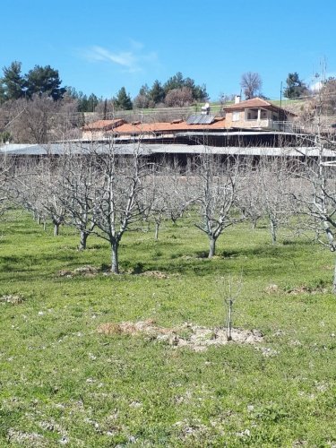 Demirci ilçesi eski İzmir yolu asfalta sıfır konumda toplam 6750 Metre kare , Demirci ilçesine 10 dakika mesafedeki Doğanın içinde  huzur bulacağınız bir yer satılık..
4.5 dönümünde 14 yaşında tam verimde olup çok güzel maddi  bir getirisi olan 250 adet deveci armut bahçesi...
Geri kalan alanında tam kapalı besihane ve 2 kademeli yarı açık,toplamda 150-200 büyük baş veya en az 400-500 küçükbaşın  barınabileceği besihaneler...  Yem saman depoları,20 tonluk su deposu var.
Kendine ait elektriği ve artezyen suyu... 2 katlı birbirinden bağımsız evi olan doğanın içinde mükemmel bir yer...
Üretirken yaşamınıza yaşam katacak doğal zenginlik içinde huzurlu bir yaşam tercih edenlerin kaçırmaması gereken yer...
Müracaat : +90 533 457 71 37 - 0536 393 7850