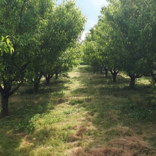 Demirci ilçesi eski İzmir yolu asfalta sıfır konumda toplam 6750 Metre kare , Demirci ilçesine 10 dakika mesafedeki Doğanın içinde  huzur bulacağınız bir yer satılık..
4.5 dönümünde 14 yaşında tam verimde olup çok güzel maddi  bir getirisi olan 250 adet deveci armut bahçesi...
Geri kalan alanında tam kapalı besihane ve 2 kademeli yarı açık,toplamda 150-200 büyük baş veya en az 400-500 küçükbaşın  barınabileceği besihaneler...  Yem saman depoları,20 tonluk su deposu var.
Kendine ait elektriği ve artezyen suyu... 2 katlı birbirinden bağımsız evi olan doğanın içinde mükemmel bir yer...
Üretirken yaşamınıza yaşam katacak doğal zenginlik içinde huzurlu bir yaşam tercih edenlerin kaçırmaması gereken yer...
Müracaat : +90 533 457 71 37 - 0536 393 7850