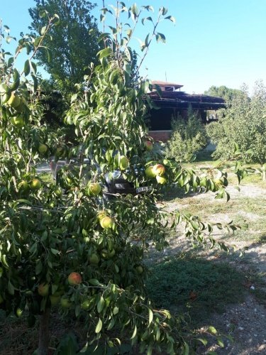 Demirci ilçesi eski İzmir yolu asfalta sıfır konumda toplam 6750 Metre kare , Demirci ilçesine 10 dakika mesafedeki Doğanın içinde  huzur bulacağınız bir yer satılık..
4.5 dönümünde 14 yaşında tam verimde olup çok güzel maddi  bir getirisi olan 250 adet deveci armut bahçesi...
Geri kalan alanında tam kapalı besihane ve 2 kademeli yarı açık,toplamda 150-200 büyük baş veya en az 400-500 küçükbaşın  barınabileceği besihaneler...  Yem saman depoları,20 tonluk su deposu var.
Kendine ait elektriği ve artezyen suyu... 2 katlı birbirinden bağımsız evi olan doğanın içinde mükemmel bir yer...
Üretirken yaşamınıza yaşam katacak doğal zenginlik içinde huzurlu bir yaşam tercih edenlerin kaçırmaması gereken yer...
Müracaat : +90 533 457 71 37 - 0536 393 7850
