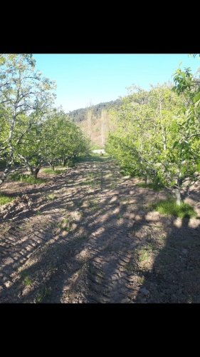 Demirci ilçesi eski İzmir yolu asfalta sıfır konumda toplam 6750 Metre kare , Demirci ilçesine 10 dakika mesafedeki Doğanın içinde  huzur bulacağınız bir yer satılık..
4.5 dönümünde 14 yaşında tam verimde olup çok güzel maddi  bir getirisi olan 250 adet deveci armut bahçesi...
Geri kalan alanında tam kapalı besihane ve 2 kademeli yarı açık,toplamda 150-200 büyük baş veya en az 400-500 küçükbaşın  barınabileceği besihaneler...  Yem saman depoları,20 tonluk su deposu var.
Kendine ait elektriği ve artezyen suyu... 2 katlı birbirinden bağımsız evi olan doğanın içinde mükemmel bir yer...
Üretirken yaşamınıza yaşam katacak doğal zenginlik içinde huzurlu bir yaşam tercih edenlerin kaçırmaması gereken yer...
Müracaat : +90 533 457 71 37 - 0536 393 7850
