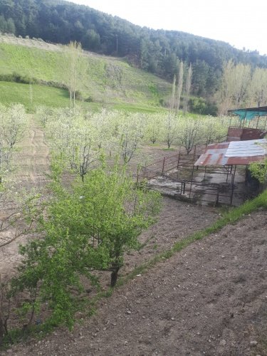 Demirci ilçesi eski İzmir yolu asfalta sıfır konumda toplam 6750 Metre kare , Demirci ilçesine 10 dakika mesafedeki Doğanın içinde  huzur bulacağınız bir yer satılık..
4.5 dönümünde 14 yaşında tam verimde olup çok güzel maddi  bir getirisi olan 250 adet deveci armut bahçesi...
Geri kalan alanında tam kapalı besihane ve 2 kademeli yarı açık,toplamda 150-200 büyük baş veya en az 400-500 küçükbaşın  barınabileceği besihaneler...  Yem saman depoları,20 tonluk su deposu var.
Kendine ait elektriği ve artezyen suyu... 2 katlı birbirinden bağımsız evi olan doğanın içinde mükemmel bir yer...
Üretirken yaşamınıza yaşam katacak doğal zenginlik içinde huzurlu bir yaşam tercih edenlerin kaçırmaması gereken yer...
Müracaat : +90 533 457 71 37 - 0536 393 7850