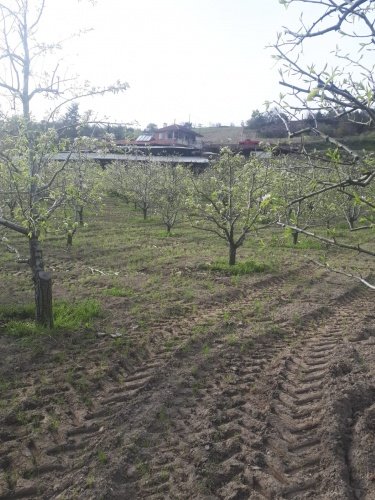 Demirci ilçesi eski İzmir yolu asfalta sıfır konumda toplam 6750 Metre kare , Demirci ilçesine 10 dakika mesafedeki Doğanın içinde  huzur bulacağınız bir yer satılık..
4.5 dönümünde 14 yaşında tam verimde olup çok güzel maddi  bir getirisi olan 250 adet deveci armut bahçesi...
Geri kalan alanında tam kapalı besihane ve 2 kademeli yarı açık,toplamda 150-200 büyük baş veya en az 400-500 küçükbaşın  barınabileceği besihaneler...  Yem saman depoları,20 tonluk su deposu var.
Kendine ait elektriği ve artezyen suyu... 2 katlı birbirinden bağımsız evi olan doğanın içinde mükemmel bir yer...
Üretirken yaşamınıza yaşam katacak doğal zenginlik içinde huzurlu bir yaşam tercih edenlerin kaçırmaması gereken yer...
Müracaat : +90 533 457 71 37 - 0536 393 7850