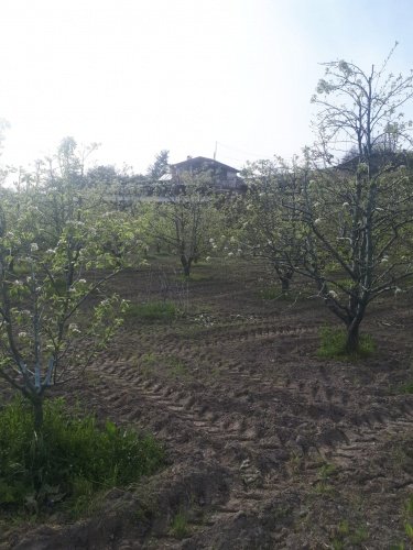 Demirci ilçesi eski İzmir yolu asfalta sıfır konumda toplam 6750 Metre kare , Demirci ilçesine 10 dakika mesafedeki Doğanın içinde  huzur bulacağınız bir yer satılık..
4.5 dönümünde 14 yaşında tam verimde olup çok güzel maddi  bir getirisi olan 250 adet deveci armut bahçesi...
Geri kalan alanında tam kapalı besihane ve 2 kademeli yarı açık,toplamda 150-200 büyük baş veya en az 400-500 küçükbaşın  barınabileceği besihaneler...  Yem saman depoları,20 tonluk su deposu var.
Kendine ait elektriği ve artezyen suyu... 2 katlı birbirinden bağımsız evi olan doğanın içinde mükemmel bir yer...
Üretirken yaşamınıza yaşam katacak doğal zenginlik içinde huzurlu bir yaşam tercih edenlerin kaçırmaması gereken yer...
Müracaat : +90 533 457 71 37 - 0536 393 7850