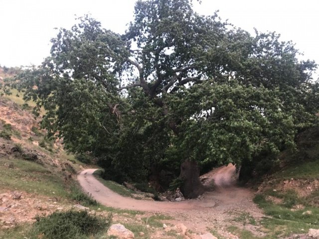 Manisa’nın Demirci ilçesinde 2 bin yaşındaki 3 ulu çınar anıt ağaç olarak tescillendi.