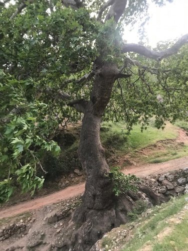 Yıllar önce evlerde su olmamasından dolayı halk su doldurmaya buraya gelirken yeni evlenen gelin sabah ezanında su doldurmak için güğümlerini doldururken ağaçların secde ettiğini görünce kısa bir şaşkınlık sonrasında halka buna anlattığında inanmayacaklarını düşünerek en üst dalına yazmasını bağlamış. Ertesi gün bu durumu komşularına anlatmış olaya inanmayanlar gelinin yazmasını görünce o günden beri bu ağaçlara daha büyük ilgi göstermeye başlamışlar. Bu sebeple pandemiden önce her yıl ulu çınarların gölgesinde hayır davetleri düzenlemeye başlamışlar. Bu ağaçların dallarının evlerde kullanılması ve yakılması hoş karşılanmaz.” dedi.