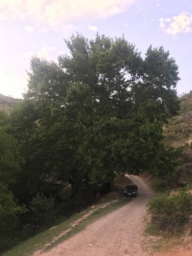 Ulu Çınarlar Turizme Nefes Olacak