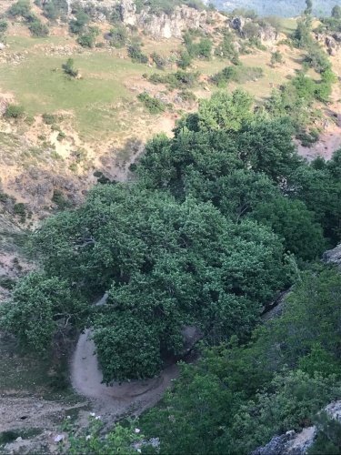 Çevre ve Şehircilik Müdürlüğü ve Tabiat Varlıklarını Koruma Genel Müdürlüğü tarafından yürütülen çalışmalar ile tescili yönündeki çalışmalar tamamlanmıştır. Demirci Tekeler mahallesindeki çınarlarla beraber Manisa’daki anıt ağaçların Demirci’de olduğu da tescillendi.
