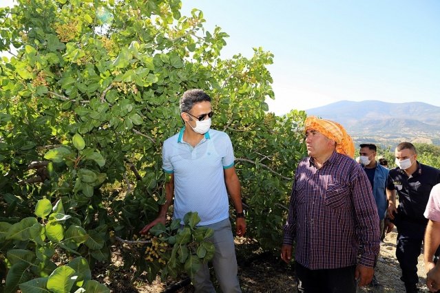 Antep fıstığı hasadı aralıksız devam ederken, İlçe Kaymakamı Adem Kaya’da fıstık toplama çalışmalarına katıldı. İlçeye bağlı İmrenler mahallerindeki fıstık bahçelerinde Antep fıstığı toplayan tarım işçilerini ziyaret eden Kaymakam Kaya tarım işçileriyle sohbet edip, fıstık topladı.