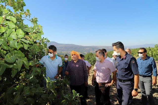 Antep fıstığı üreticilerine çalışmalarında kolaylıklar dileyen Kaymakam Adem Kaya, hasat ile ilgili bilgi aldı. Son yıllarda ilçe halkının Antep fıstığı üretimine ilgi gösterdiğini aktaran Kaymakam Adem Kaya, "Antep fıstığı  ilçe ekonomisine katkı sağlayacak. Demirci ilçemizin gelir kaynakları son yıllarda tarıma doğru yükselişler var.