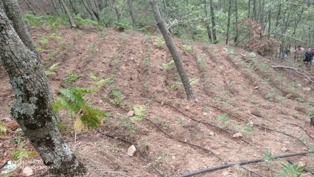 Manisa İli, Alaşehir ilçesi, Kestanederesi Mahallesi, Kocakarı Mezarlığı mevkiinde 06.08.2021 günü saat:17.00 sıralarında  Manisa İl Jandarma Komutanlığı Kaçakçılık ve Organize Suçlarla Mücadele Şube Müdürlüğü, İstihbarat Şube Müdürlüğü, Alaşehir İlçe Jandarma Komutanlığı, JASAT Timi, Alaşehir İlçe Jandarma Komutanlığı Merkez ve Kavaklıdere Jandarma Karakol Komutanlığı müşterek görev kuvveti marifetiyle yapılan istihbari çalışmalar neticesinde; Kestanederesi Mahallesi, Kocakarı Mezarlığı mevkiinde kenevir bitkisi yetiştirildiği bilgisi alınmıştır. Müşterek Görev Kuvveti marifetiyle arazide yapılan aramada 1211 kök kenevir bitkisi ile yaklaşık 2 kg kubar esrar ele geçirilmiştir. Uyuşturucu Madde İmal ve Ticareti ile Yasadışı Kenevir Ekimi olayı ile ilgili N.A ( Erkek 1970 D.lu), M.A (Erkek 1985 D.lu) ve Ö.A (Erkek 1947 D.lu) isimli şahıslar yakalanmıştır. Şahıslar ifadelerinin alınmasını müteakip serbest bırakılmışlardır.