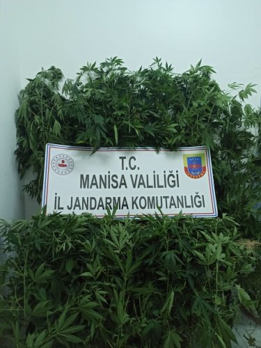 Akhisar İlçesi Ballıca Mahallesinde 13.07.2021 günü Saat: 09.00 sıralarında Akhisar İlçe Jandarma Komutanlığı ekiplerince  yapılan istihbari çalışmalar neticesinde; vefat eden İ.B isimli sahsa ait evin avlusunda damadı M.Ç (E/1973) ve kızı L.Ç(K/1973) tarafından kenevir bitkisi yetiştirildiği bilgisi alınması üzerine, Adli makamlardan  alınan arama kararına istinaden adrese çilingir marifetiyle girilerek 166 kök kenevir bitkisi  ve 18 gram kenevir tohumu bulunarak el konulmuştur. Şüpheli M.Ç ve L.Ç Balikesir ili Bandırma ilçesinde ikamet ettiğinden dolayı kimlik tespiti yapılmış olup ifadeleri alınamamıştır.