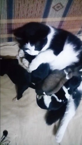 Yaklaşık 9 yaşındaki dişi kedi Mercan hem köpek yavrularına hem de civcivlere annelik yapıyor.