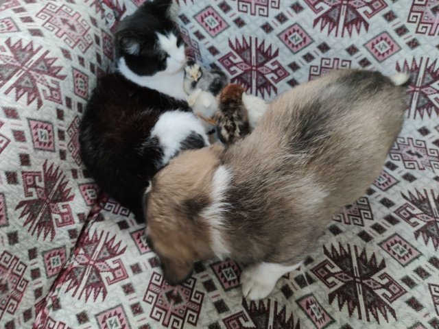 Baba-kız Ciğer'ler, “Bundan önceki civcivlere, tavuklara hepsine sahip çıkardı. Zaten diğer köpeğimin ismi köpüktü o büyüttü Mercan’ı. Beraber büyüdüler yani köpekle kedi bir arada büyüdüler. Üşüdüğü zaman köpeğin yanına geçerdi. Ondan sonra Çirkin’in yavrularını emzirmeye başladı. Onları o emzirdi sayılır. Süt anneleri” diye konuştu.