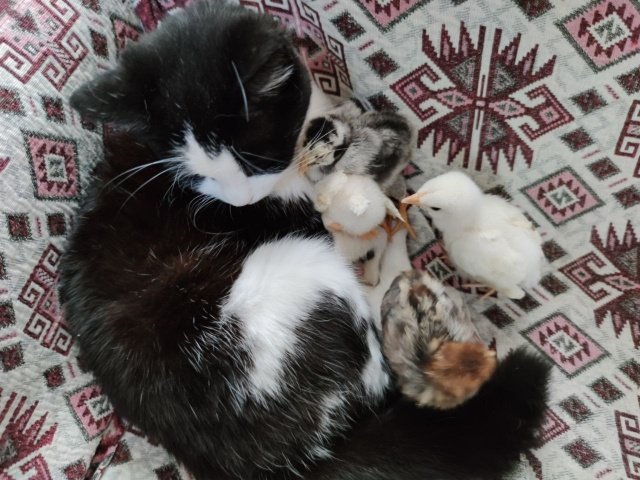 Kedi Mercan’ın annelik yaptığı yavru köpekler büyüdü, 2 aylık oldu ama Mercan civcivlere hala annelik yapmaya devam ediyor.