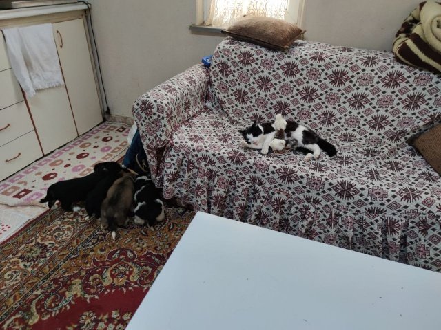 Mercan’ın sahibi Kemal Ciğer, “Çocukluğumdan beri kedidir, kuştur, köpektir, civcivdir meraklıyım, hevesliyim. Bakıyorum, büyütüyorum. Bu bizim kızımız 9 yaşında adı Mercan.  Köpek büyüttü bunu. Belki ondan sebep köpekle arası çok güzel. Yaklaşık 5 senedir de böyle civcivlere annelik yapabiliyor. Şimdi bizim bir köpek kızımız var, onun adı da çirkin. Hemen hemen aynı günde doğum yaptılar birer gün arayla. Bu Mercan kızımız son doğumunda 2 tane yavrusu vardı. Yavruları ölünce biz fark ettik ki köpeğin yavrularını emziriyor” dedi.
AJANSBİZİM