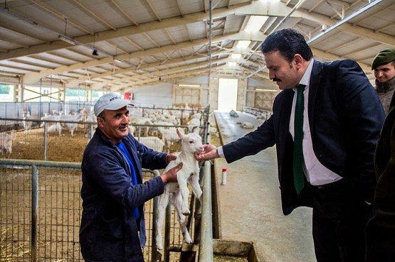 Demirci Kaymakamı Mutlu Akyol ilçeye bağlı Yeşildere Mahallesi yakınlarında ki bin iki yüz kapasiteli ve 700’e yakın saanen keçisi bulunan Akdemir Grup’a ait keçi çiftliği’ni ziyaret etti.
Kaymakam Mutlu Akyol; Saanen Keçi Çiftliği'nde incelemelerde bulunarak çiftlik yetkililerinden bilgi aldı. 
İlçe Jandarma Komutanı Jandarma Teğmen Okan Doğan ve İlçe Gıda Tarım ve Hayvancılık Müdürü İslam Köse ile birlikte tesisi inceleyen Kaymakam Mutlu Akyol saanen keçi çiftliğinde çalışmaları değerlendirip yetkililere çalışmalarında başarı dileklerinde bulundu.