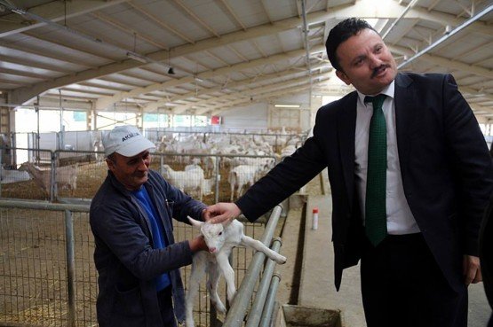 Demirci Kaymakamı Mutlu Akyol ilçeye bağlı Yeşildere Mahallesi yakınlarında ki bin iki yüz kapasiteli ve 700’e yakın saanen keçisi bulunan Akdemir Grup’a ait keçi çiftliği’ni ziyaret etti.
Kaymakam Mutlu Akyol; Saanen Keçi Çiftliği'nde incelemelerde bulunarak çiftlik yetkililerinden bilgi aldı. 
İlçe Jandarma Komutanı Jandarma Teğmen Okan Doğan ve İlçe Gıda Tarım ve Hayvancılık Müdürü İslam Köse ile birlikte tesisi inceleyen Kaymakam Mutlu Akyol saanen keçi çiftliğinde çalışmaları değerlendirip yetkililere çalışmalarında başarı dileklerinde bulundu.