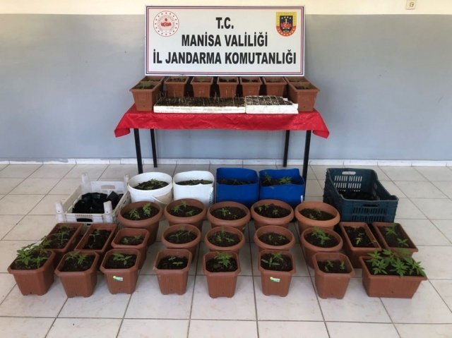 Manisa İli Akhisar İlçesi Akselendi Mahallesinde ikamet eden A.K.(E/40) isimli şahsın evinin balkonunda saksılar içerisinde  yasadışı kenevir ekimi yaptığı bilgisi alınmasına müteakip 20.04.2022 günü saat 05.30 sıralarında adli mercilerden alınan arama kararına istinaden yapılan aramada saksılar içerisinde 161 kök kenevir bitkisi ele geçirilerek el konulmuştur. Şüpheli şahıs gözaltına alınarak 20.04.2022 günü Akhisar Cumhuriyet Başsavcılığına sevk edilecek.